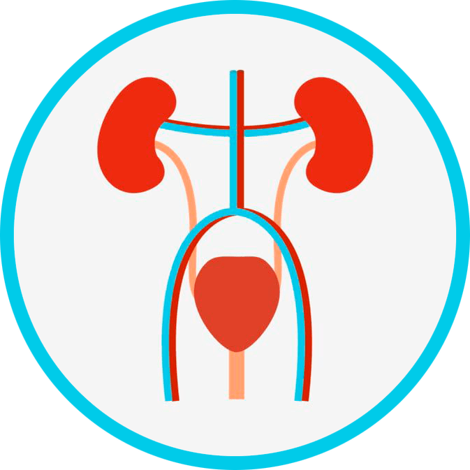 Anatómia genitourinárneho systému